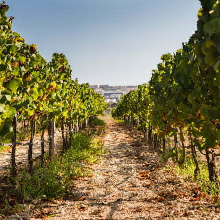 Agritourism on Gozo