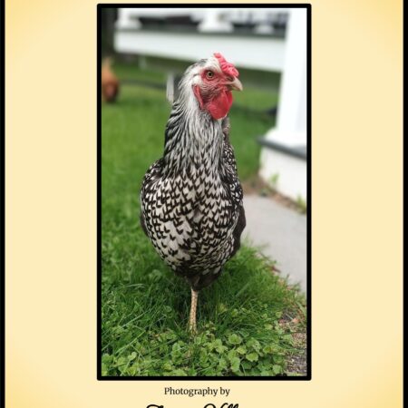 Feathered Friends – A Portrait Series