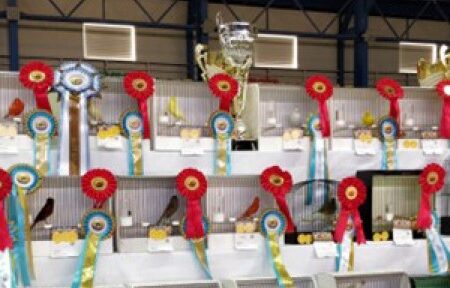 Bird Breeders Society Annual Show 2025